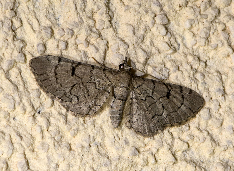 Eupithecia silenicolata, Geometridae